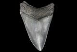 3.90" Fossil Megalodon Tooth - South Carolina - #130719-2